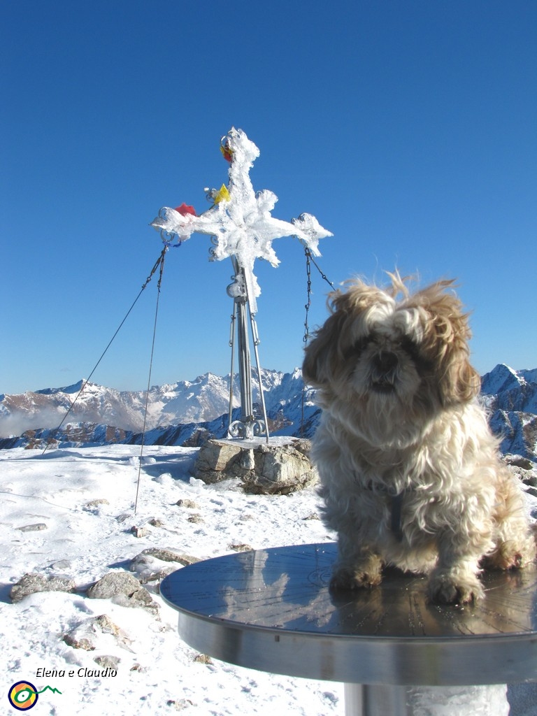 07 Anche Birba è arrivata da sola in vetta.JPG